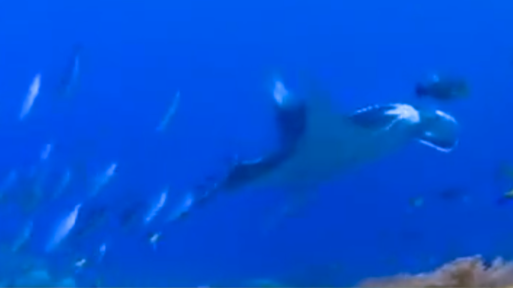 A large manta ray swimming gracefully through deep blue ocean waters alongside a school of smaller fish near a coral reef.